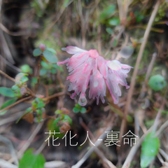 花化人-裏命