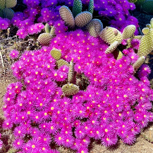 BLOOM // 2024 UKG & House DJ Mix (ft. ELOQ, Diffrent, Four Tet, Charlie XCX, Tom VR, Chris Lorenzo, Sasha Rome, SPECIAL REQUEST, Chris Lake, Disclosure, Jaime Unknown, ODF, Prozak, Benson, IsGwan, Floating Points, Interplanetary Criminal, Megra, etc.)
