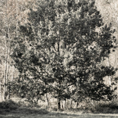 In the Presence of Trees