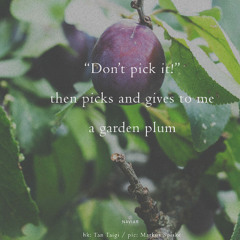 a garden plum Naviarhaiku 623 - 12_13_25, 11.57 PM