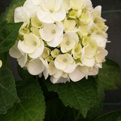 因為你聽我的歌啊