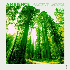 Quiet Euro-Siberian Forest Ambience