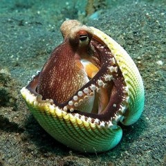 Climbing towards NLU: On Meaning, Form, and Understanding in the Age of Data