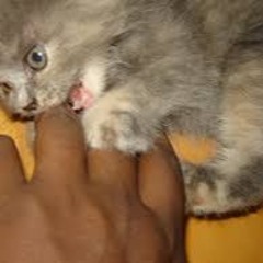 5122 and morgue; die hard #$_@🥊 &🥊