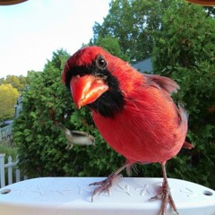 For gifting and more- Bird Buddy smart bird feeder fun