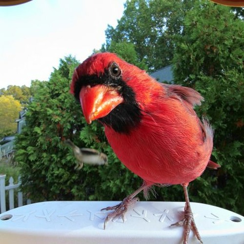 For gifting and more- Bird Buddy smart bird feeder fun