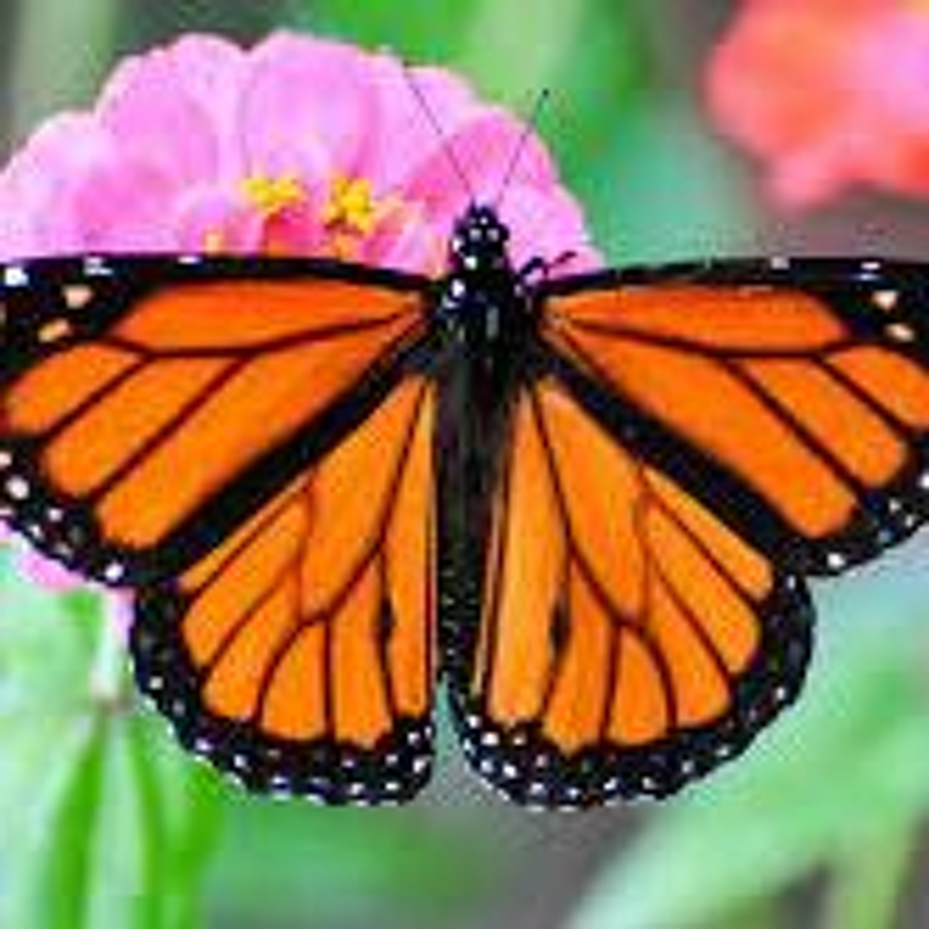 Organic Farm Stand --  Oct. 19, 2023  -- The Monarchs are Heading South episode artwork