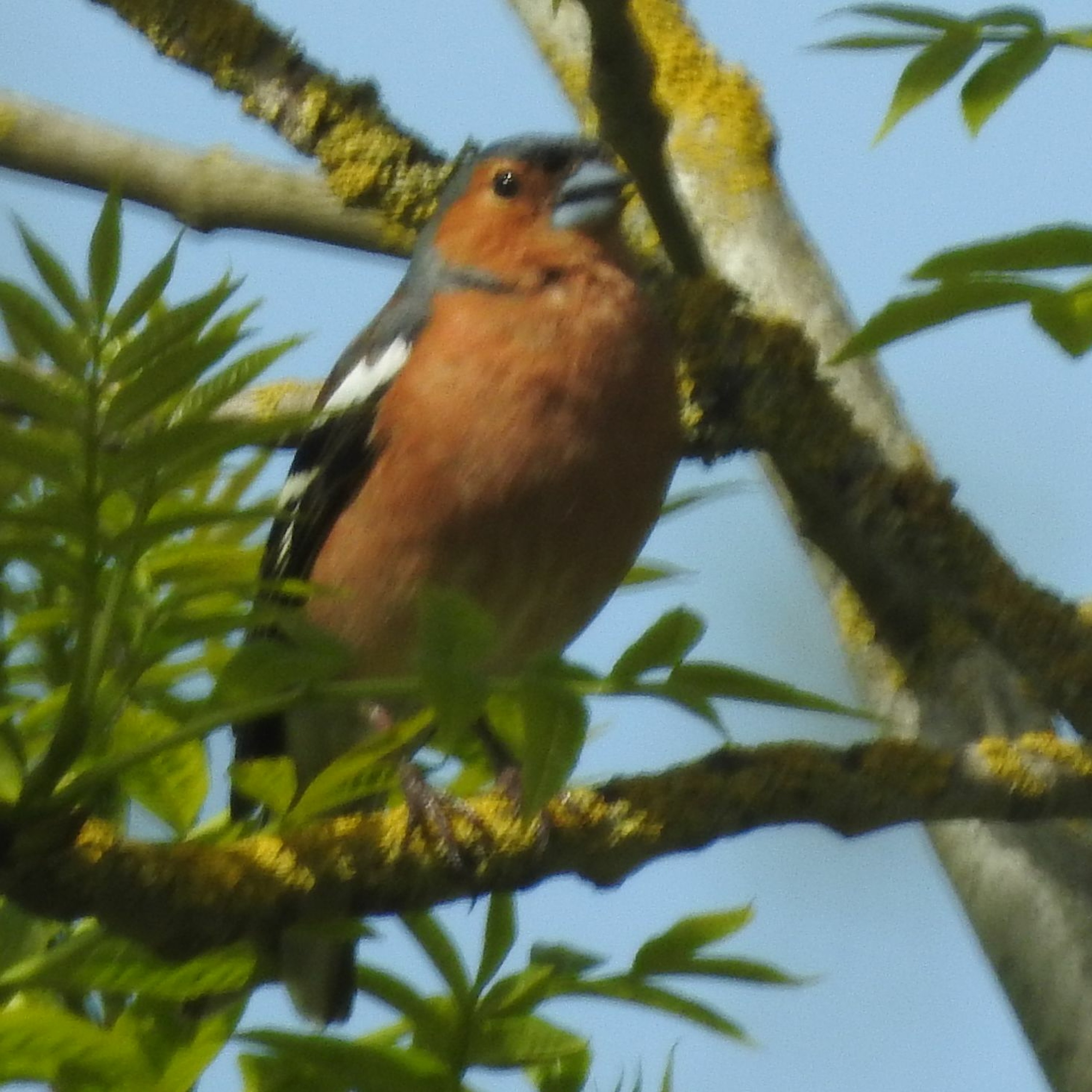 2020 BIRD SOUNDS FROM THE FIELD 3 - CHAFFINCH SONG episode artwork