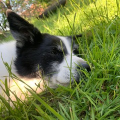 Miro (Englisch)