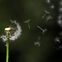 Windy day