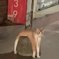 🐈‍⬛meowch🐈