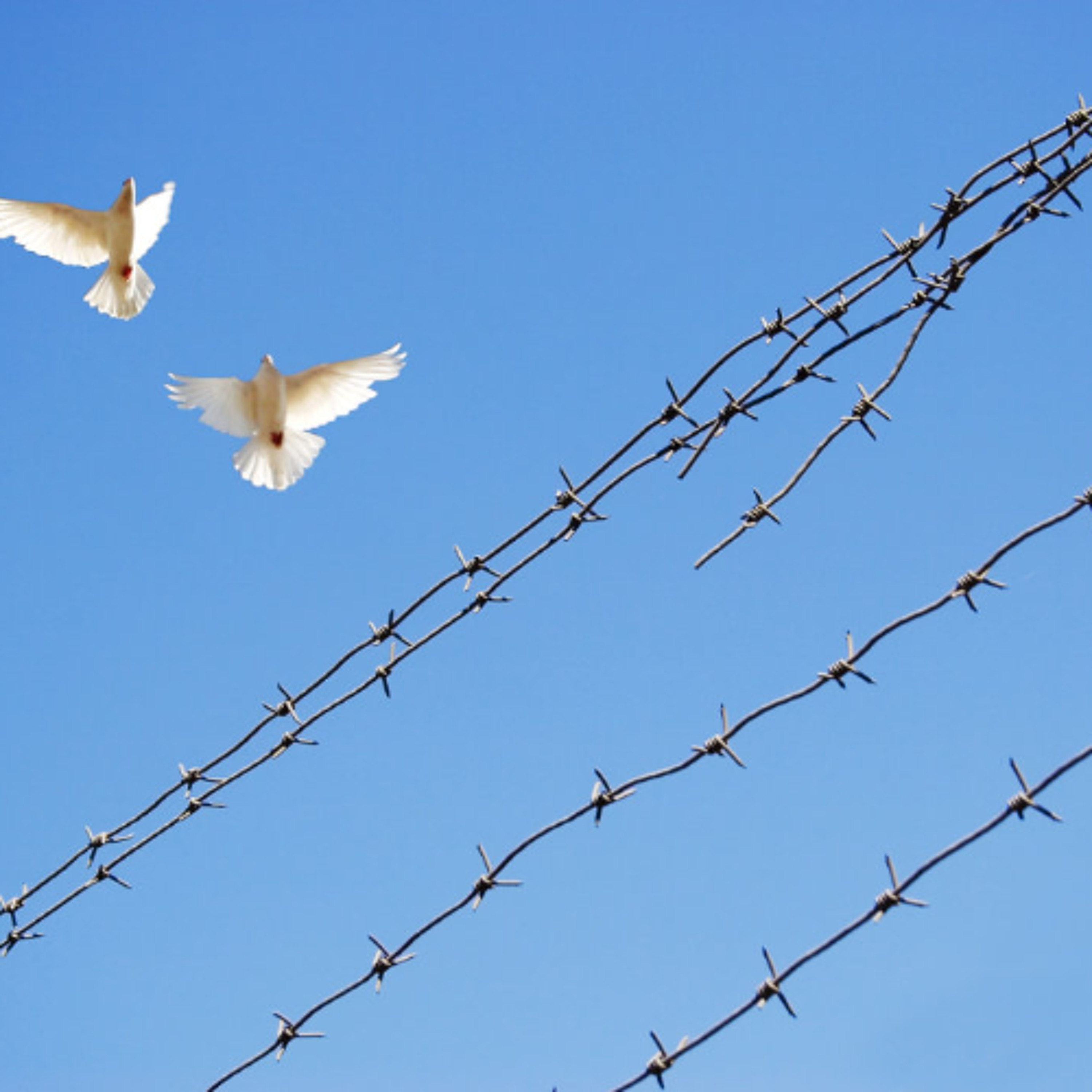Peace can start in a prison cell: how IHL and humane detention can build pathways to peace