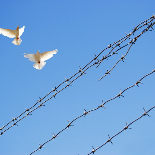 Peace can start in a prison cell: how IHL and humane detention can build pathways to peace