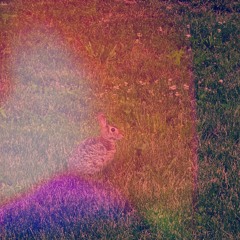 IMAGINARY
