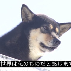 WAKARIAERU