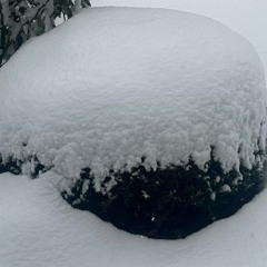 King of the apes freestyle