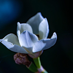 Fauré: Tendresse, Dolly Suite, Op.56 No. 5 (double recording)  フォーレ 組曲ドリー やさしさ（二重録音）