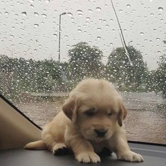 เธอมากับฝน