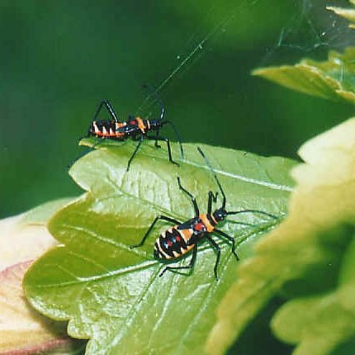 remixx ~ the bug collector ~ [Haley Heynderickx]