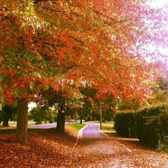 Autumn Leaves!!!