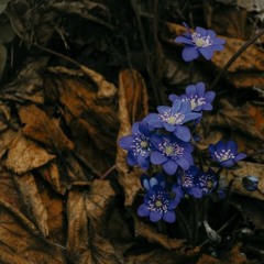 Bahçalarda Mor Meni