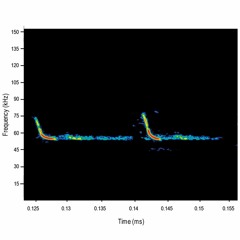 Returning echoes - human hearing range