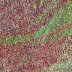 Unrestrained zebra｜失控的斑马