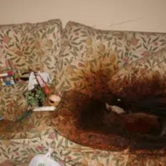 bed rot