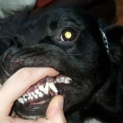 Eagle - ZaypremetheWorst