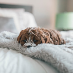 [#394] Trapped by Ease