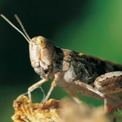 Pesto Locust Vox Mix