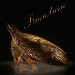Pronotum