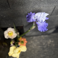 BLOOMS, Enero 2025 w/ TRIPPINGONCHILLIES [27.01.2025 live en el Lunes Listening Room]