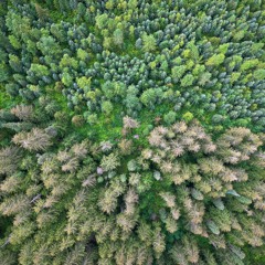 Dance Portal 1 Year Anniversary Cacao Dance