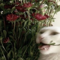 MSI