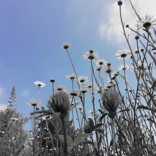 Monochromie Printaniere 3 Spring Monochrome 3 By Jmnmusics Monochromie Printaniere 3 Spring Monochrome 3 By Jmnmusics