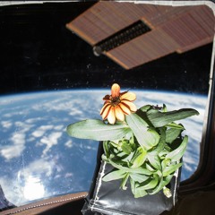 Aeroponic Growing Systems (Sonification)