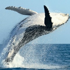 Humpback by T-Loin James