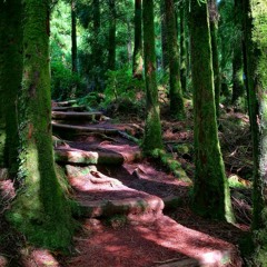 Walk In The Forest