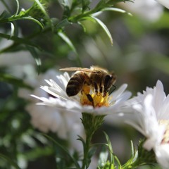 ✿ Alan Watts ✿ Bees And Flowers