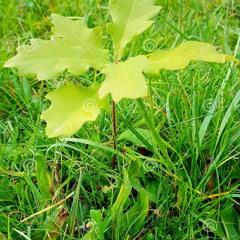 The Little Oak Tree