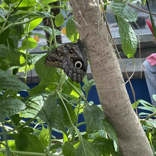 stitches (featuring texter)