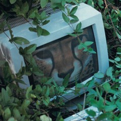 Into the wild (sza type beat)