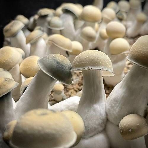 j - psilocybin (p. tgwog mercyyy)