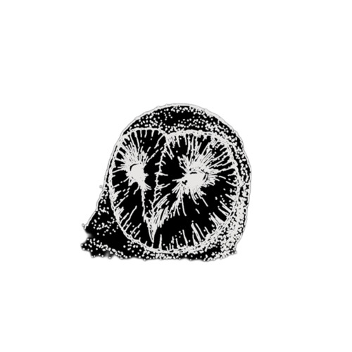 White Noise