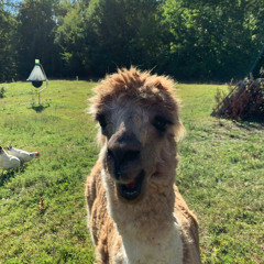 Cracky goes crazy 🎢