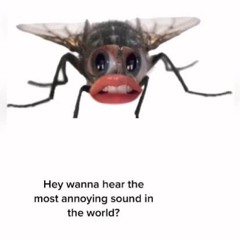 If I was a fly