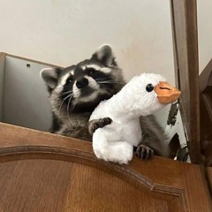 raccoon lobby w/ deet