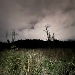 dark forest trip