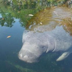 Review Special Price Crystal River Manatee Viewing Cruise